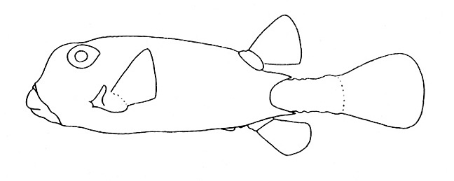 Representative of the Ostraciidae family (Gosline & Brock, 1960, fig. 141)